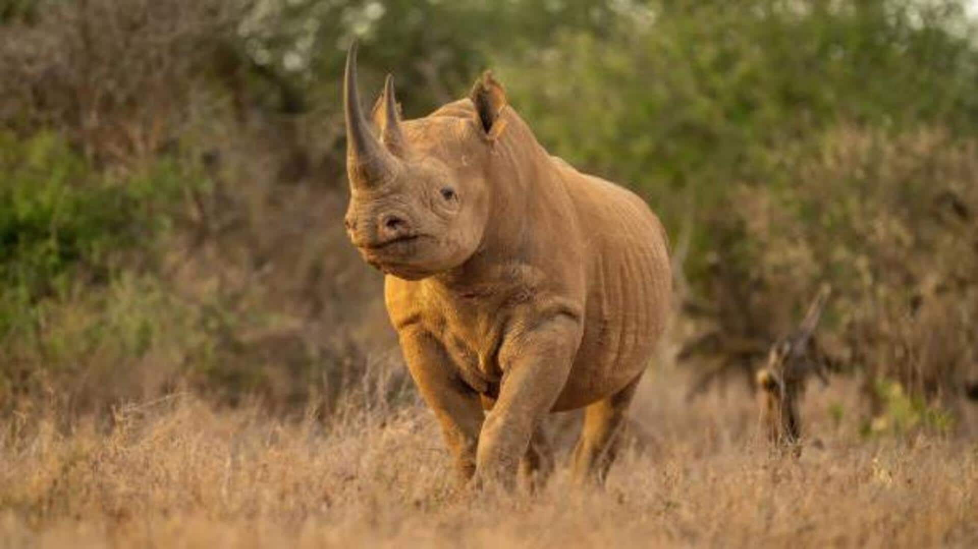 For wildlife lovers: These rhino trails are worth exploring
