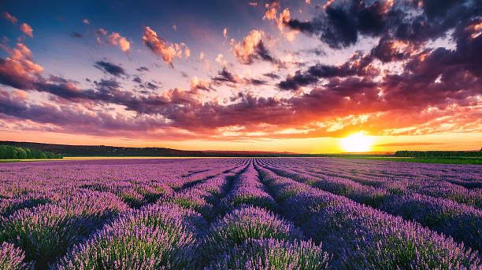 France's breathtaking lavender fields: Top spots