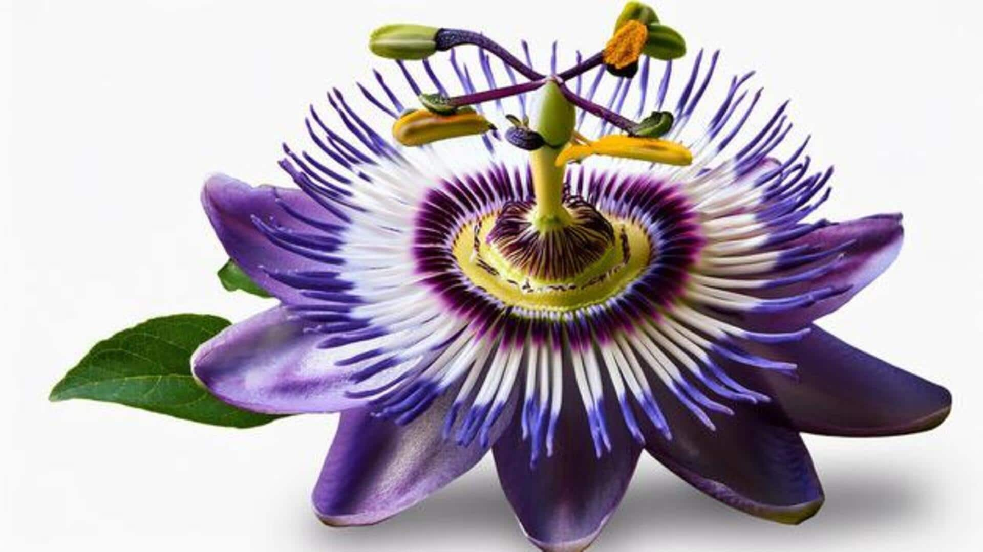 Glow naturally: How passionflower essence transforms your skin