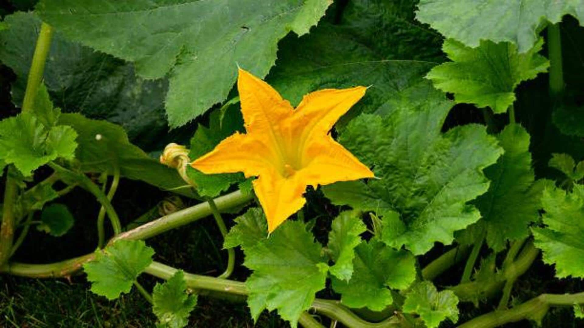 Harvest harmony: Cooking with pumpkin leaves