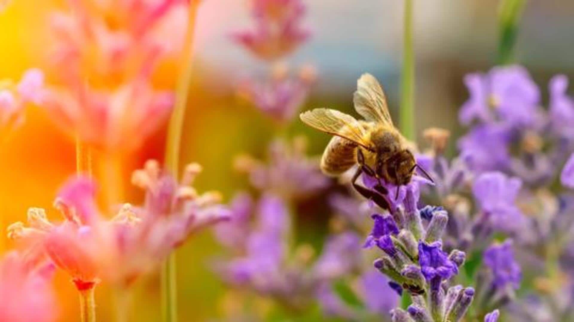 How to create a bee-friendly garden How to create a bee-friendly garden