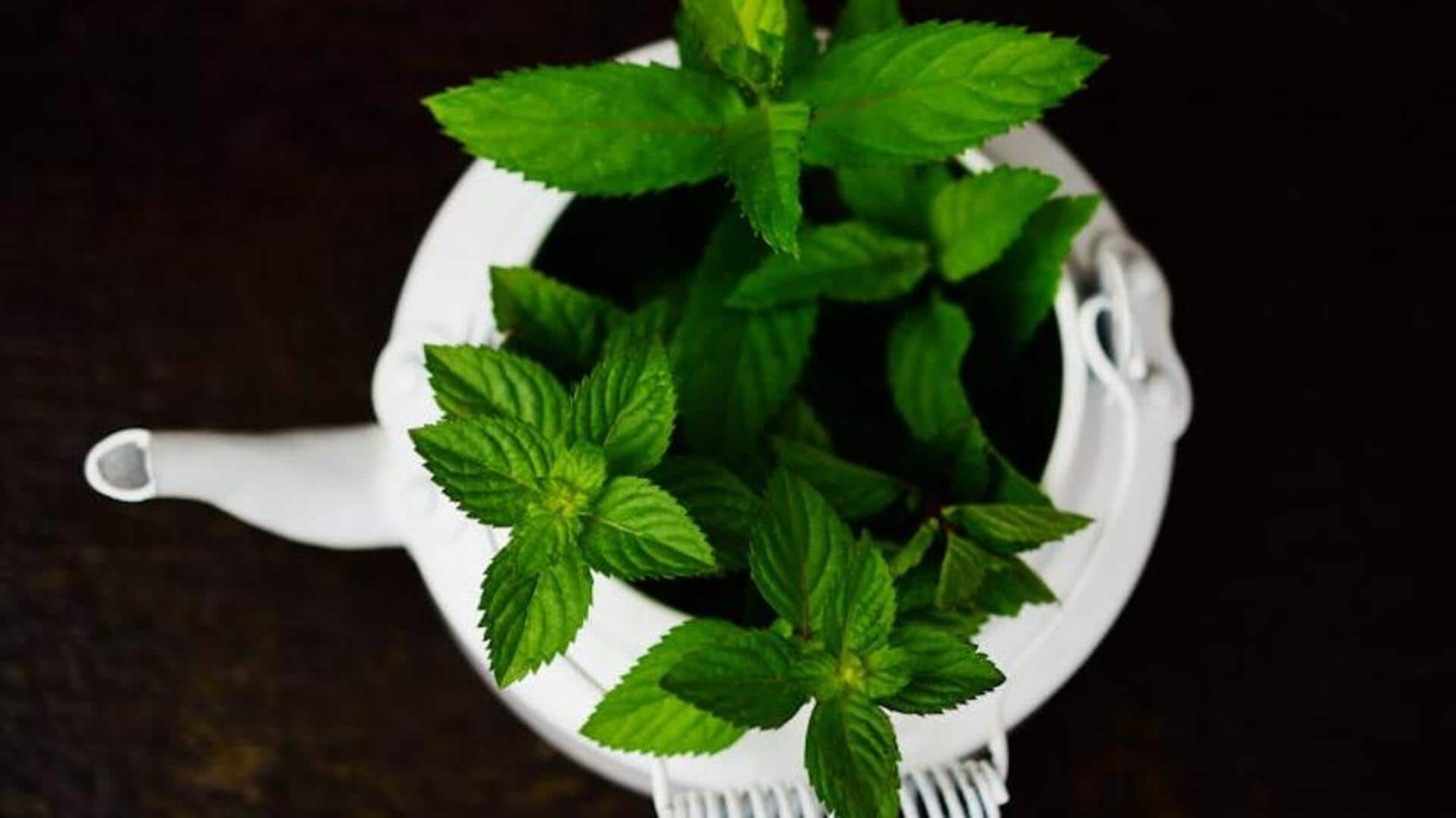 The peppermint perk-up: A minty antioxidant boost