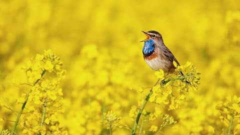 Believe it or not, some songbirds 'divorce' after breeding season