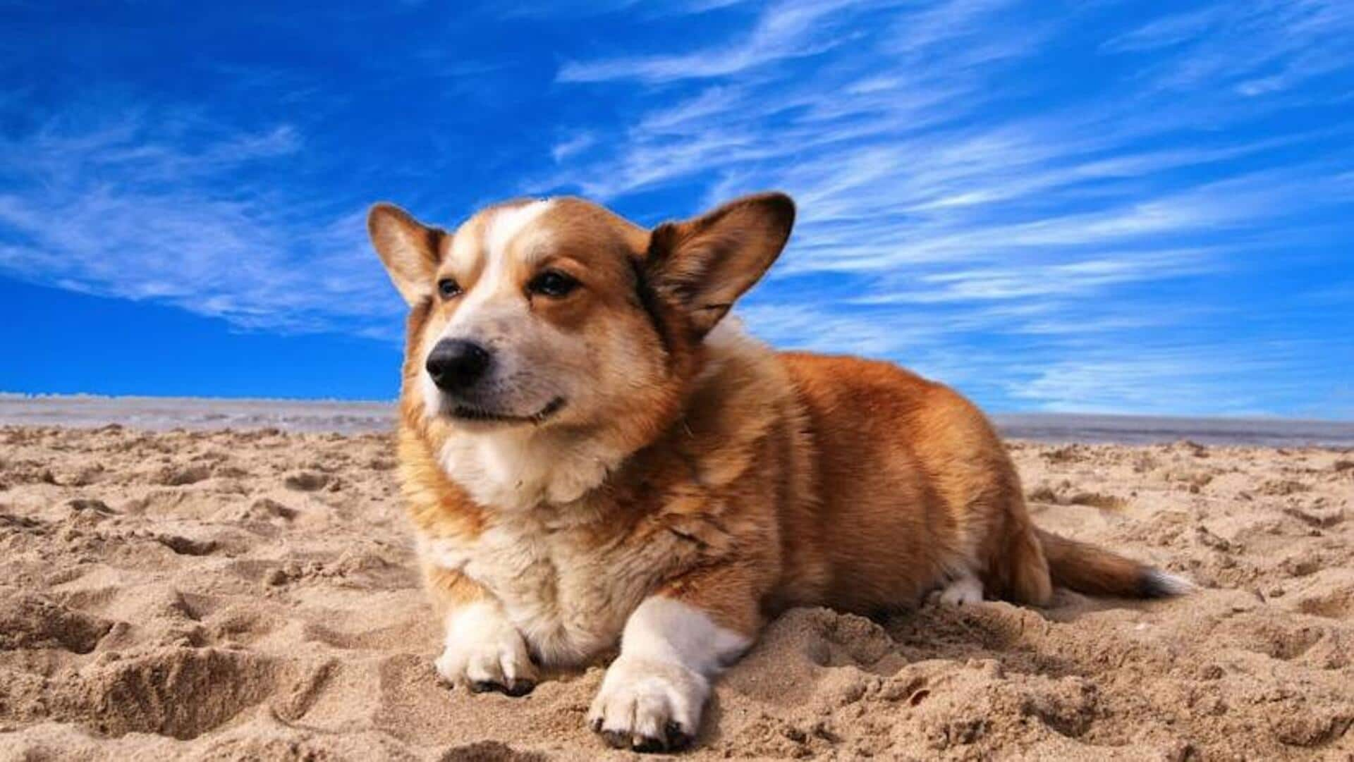 Pembroke Welsh Corgi's tail grooming tips