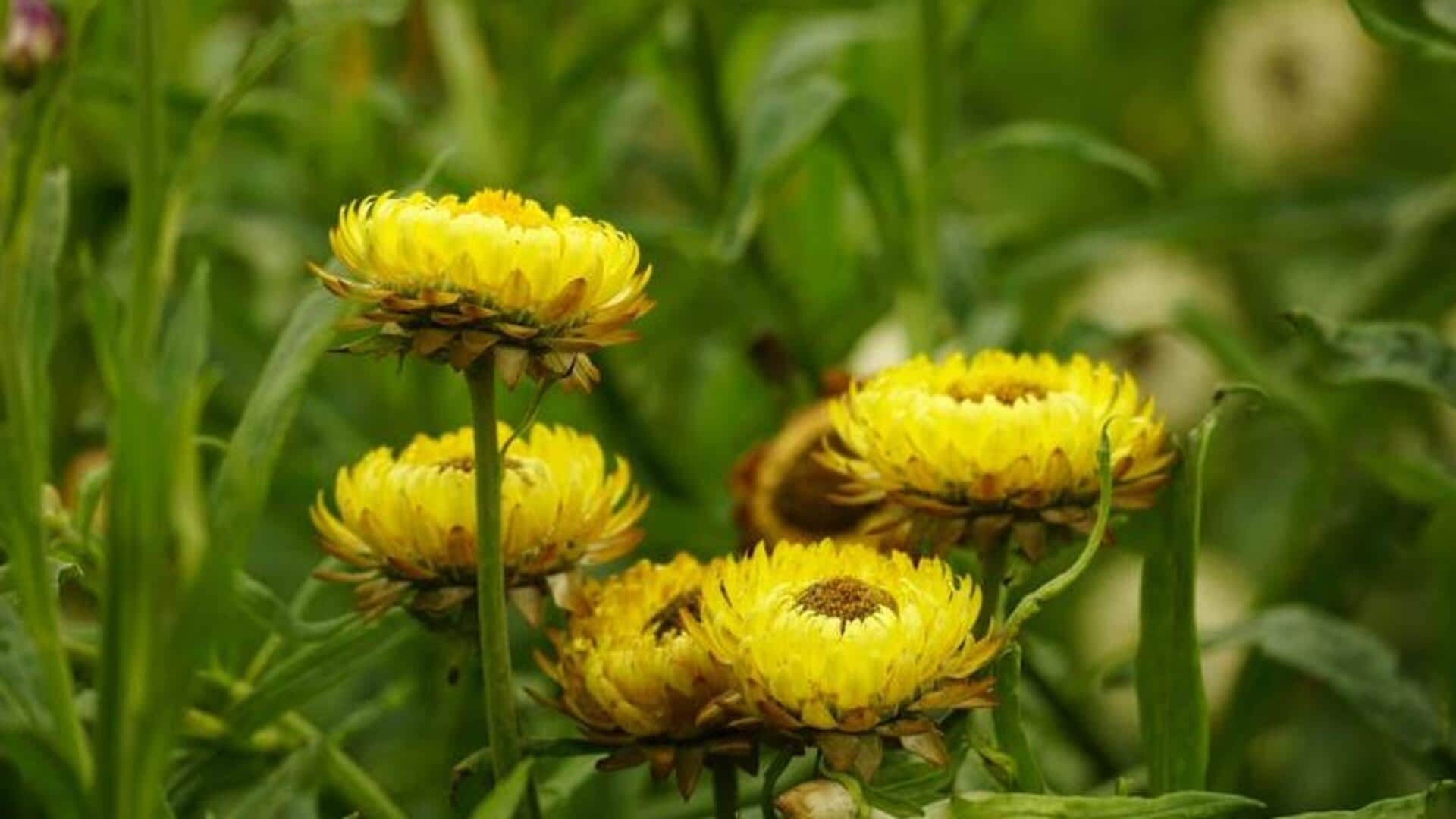 Growing delightful strawflowers in dry soil beds