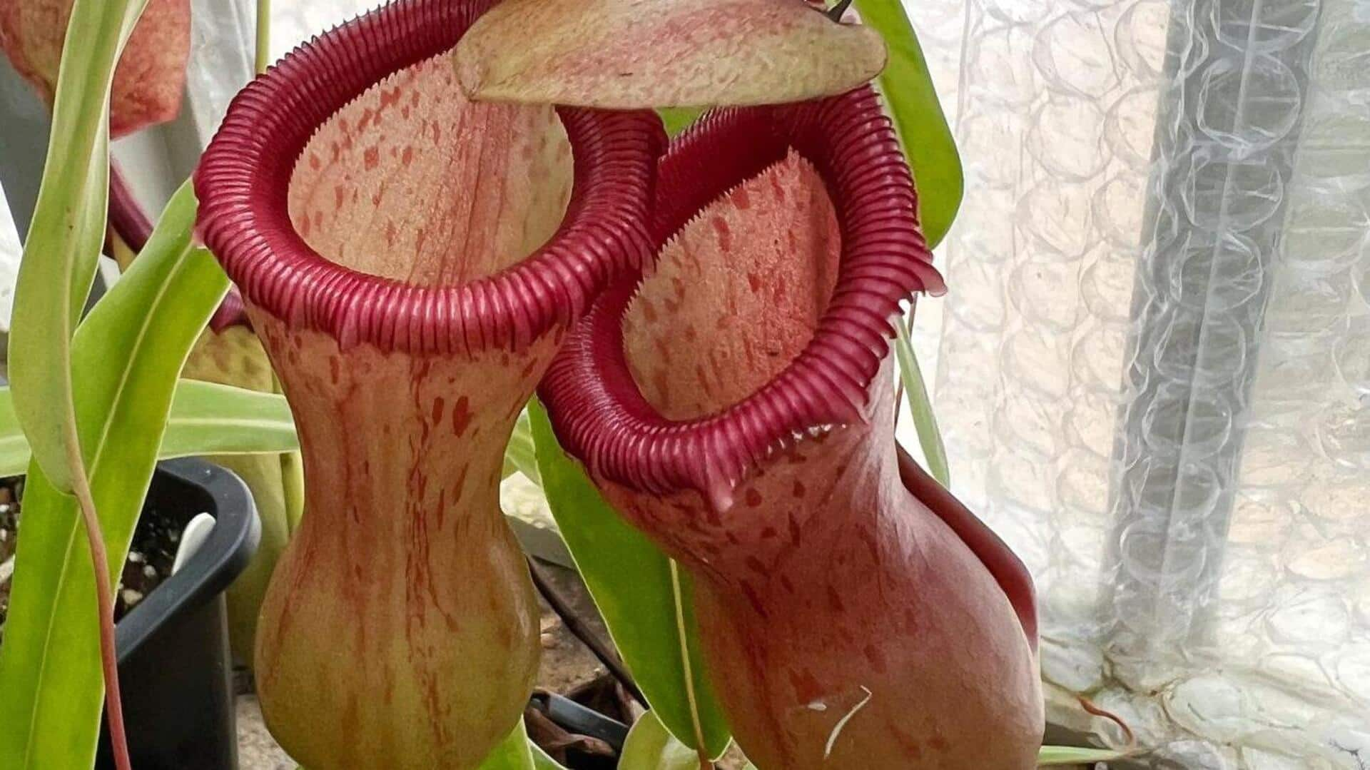 Nurturing nepenthes: 5 carnivorous plant care insights