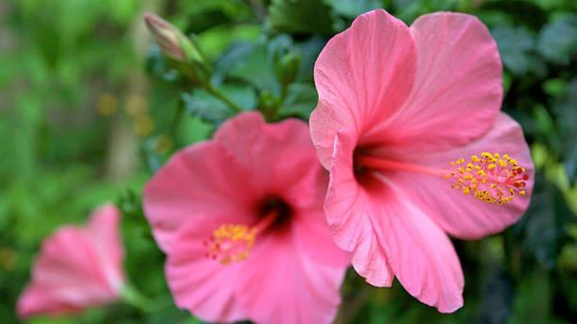 5 unexpected ways to use hibiscus petals 5 unexpected ways to use hibiscus petals