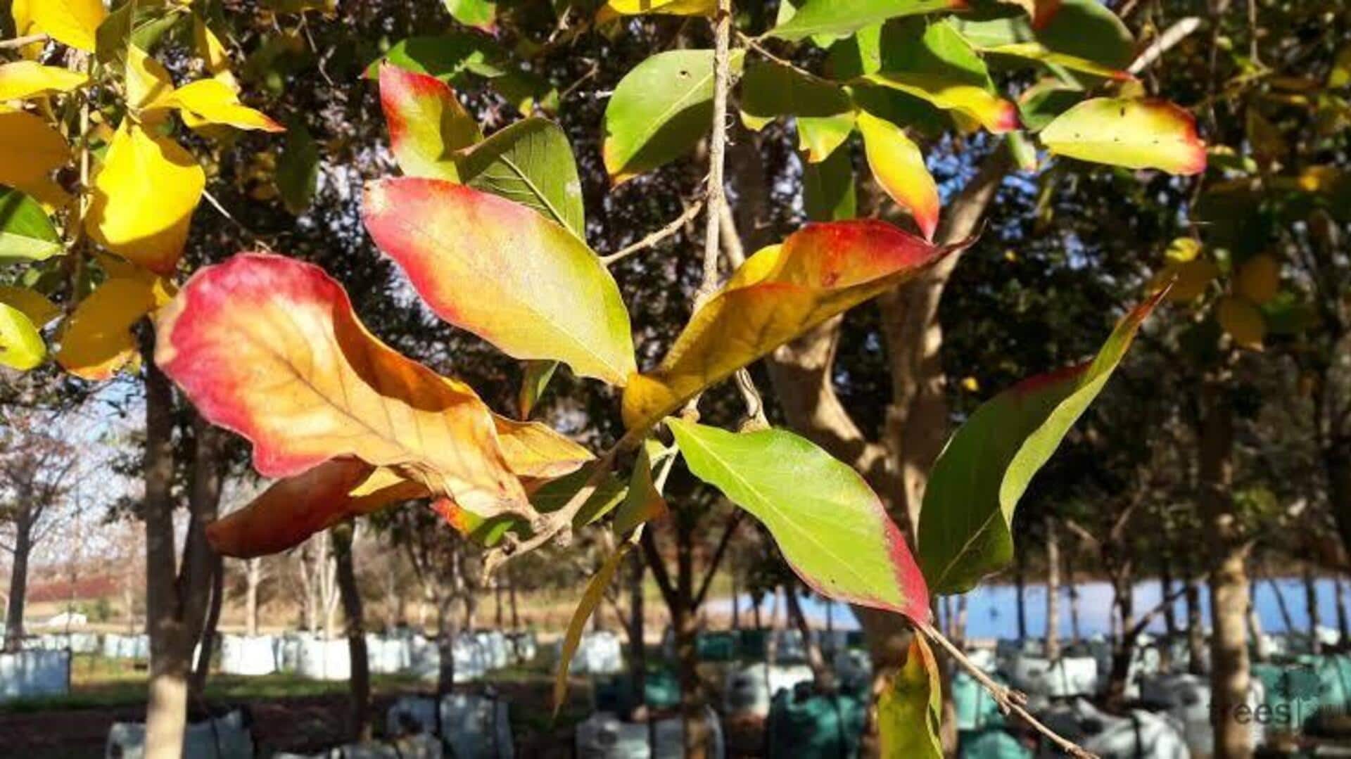 Bushwillow: A plant with many health benefits 