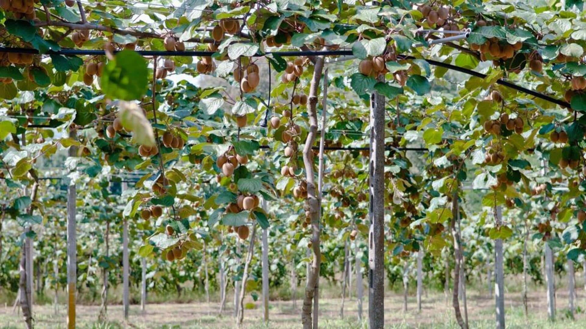 Boosting kiwi vine productivity: 5 fruitful care tactics