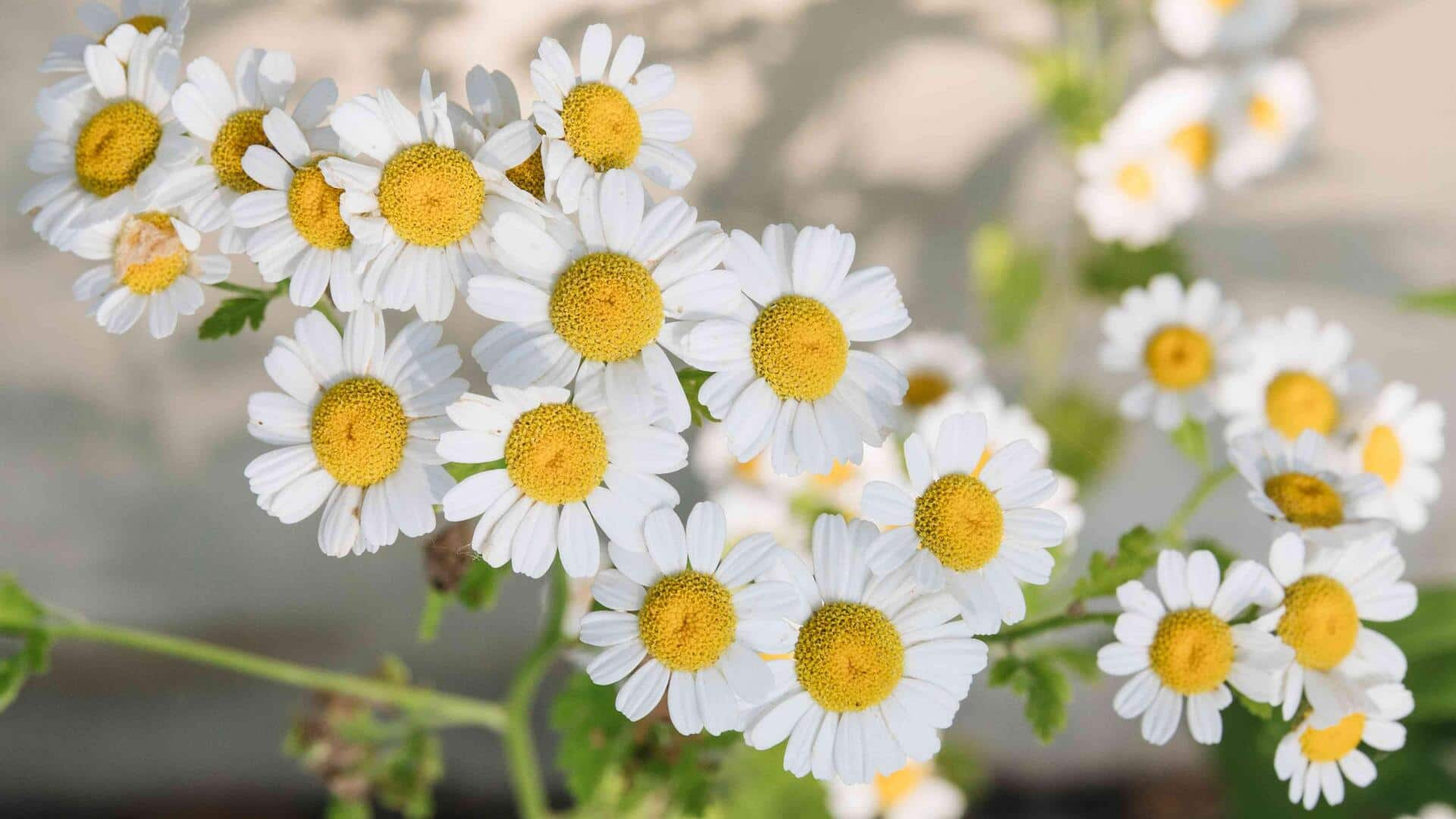 Ways to use chamomile for sensitive scalps