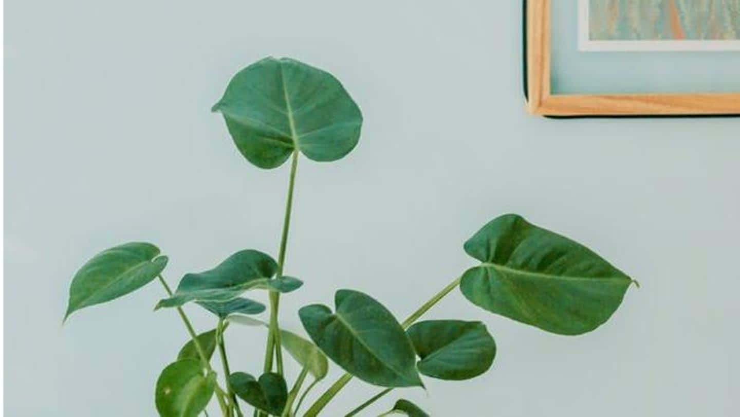 Add more plants Add more plants
