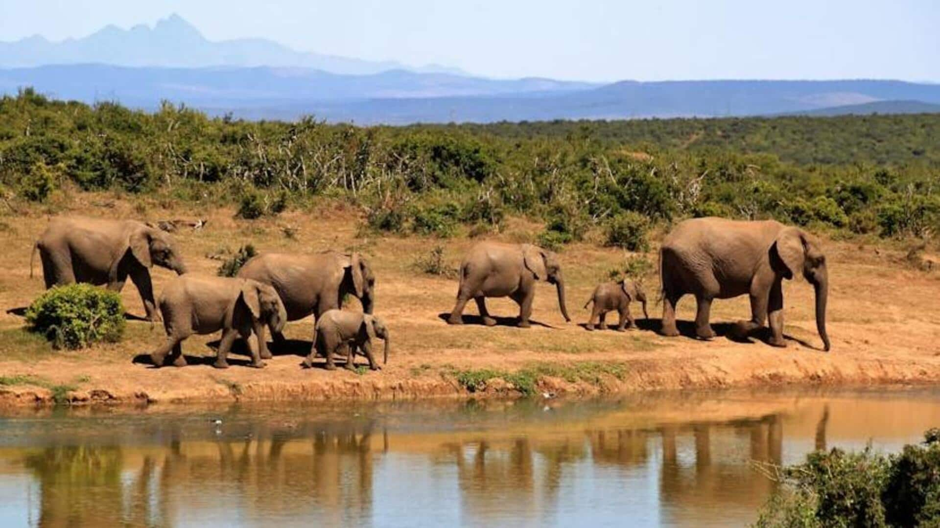 Embark on a safari adventure in Okavango Delta, Botswana