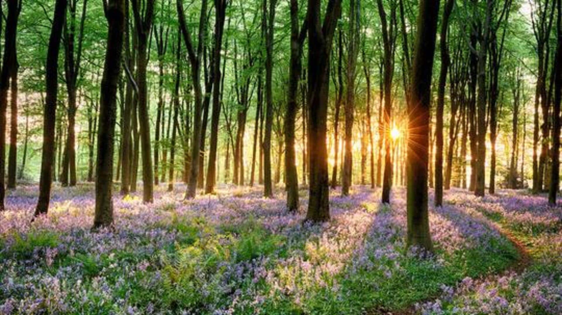 You must explore these bluebell forests in Belgium