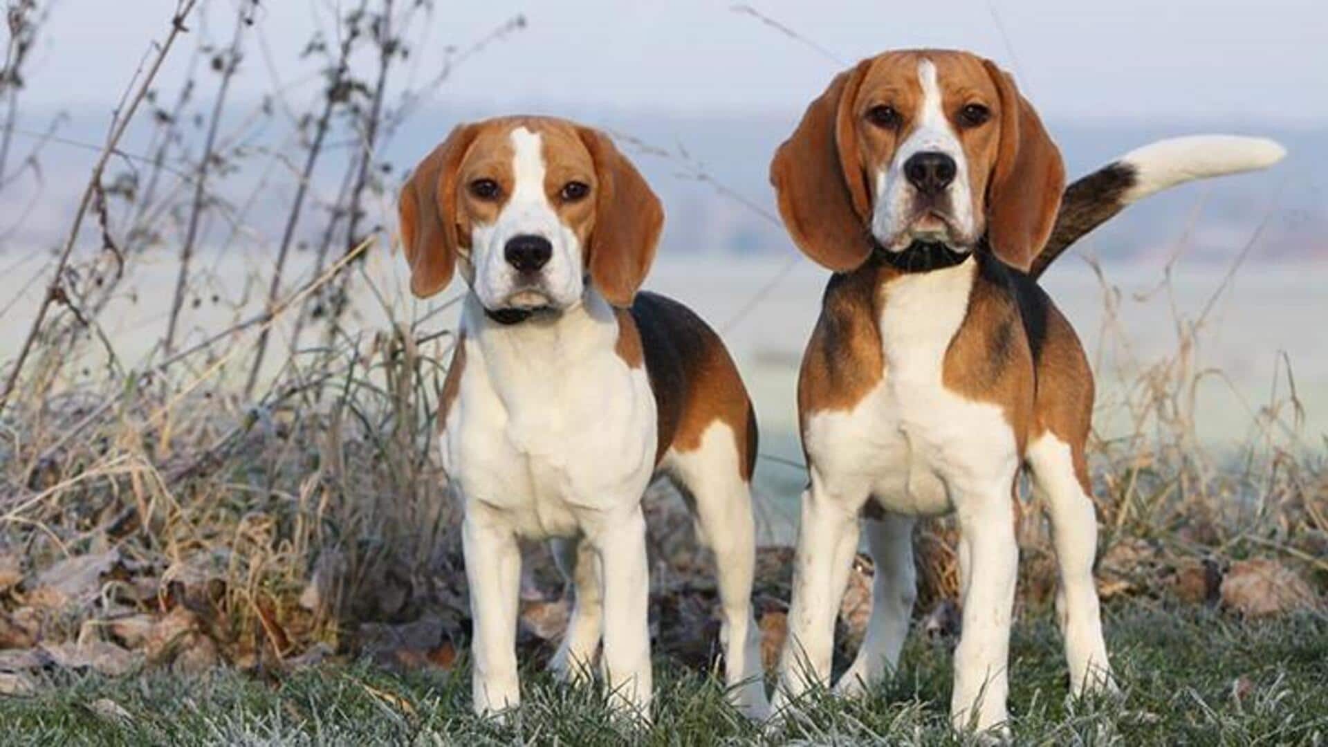 Got a Beagle at home? Follow these care tips