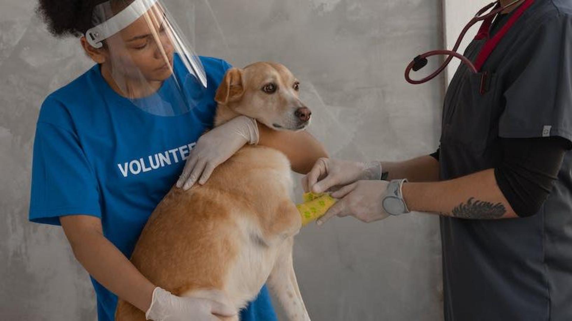 Expert reveals why regular veterinary check-ups for pets are important