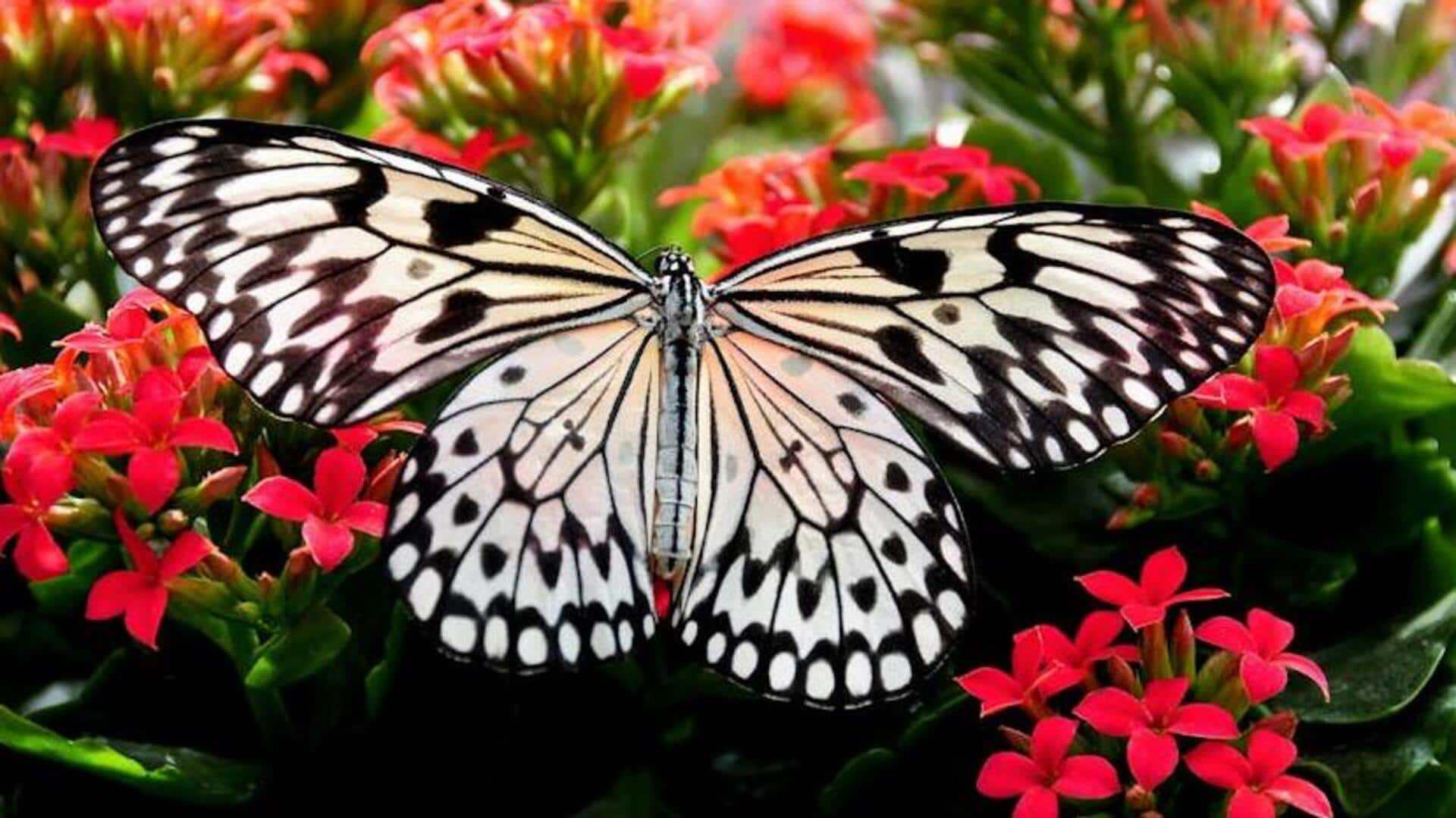 Witness the butterfly migration in Rhodes, Greece