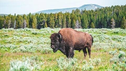 170 bison could absorb CO2 from 2 million cars: Study