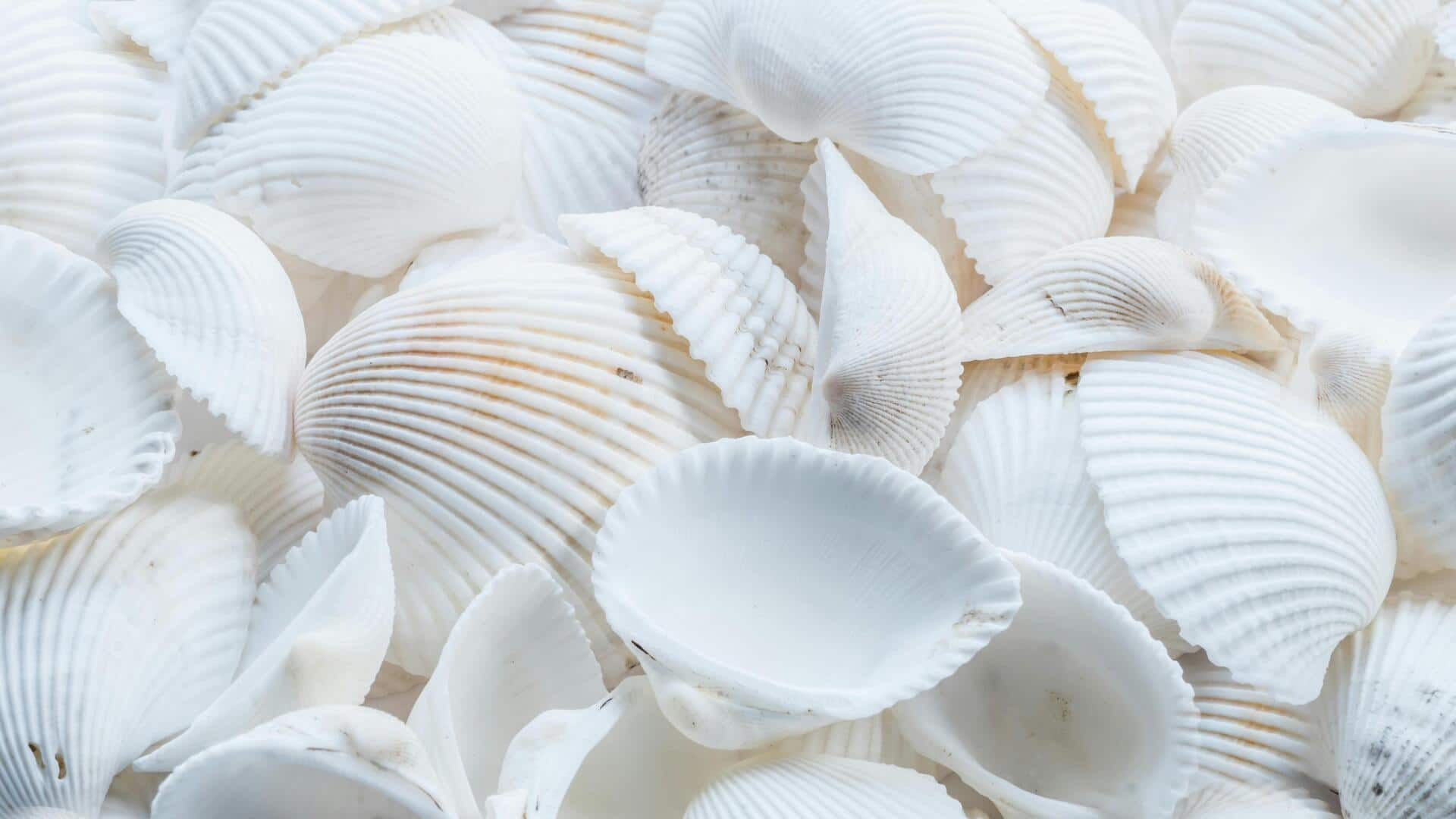 A guide to bioluminescent seashell hunting 