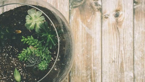 DIY terrariums: Green magic in a jar