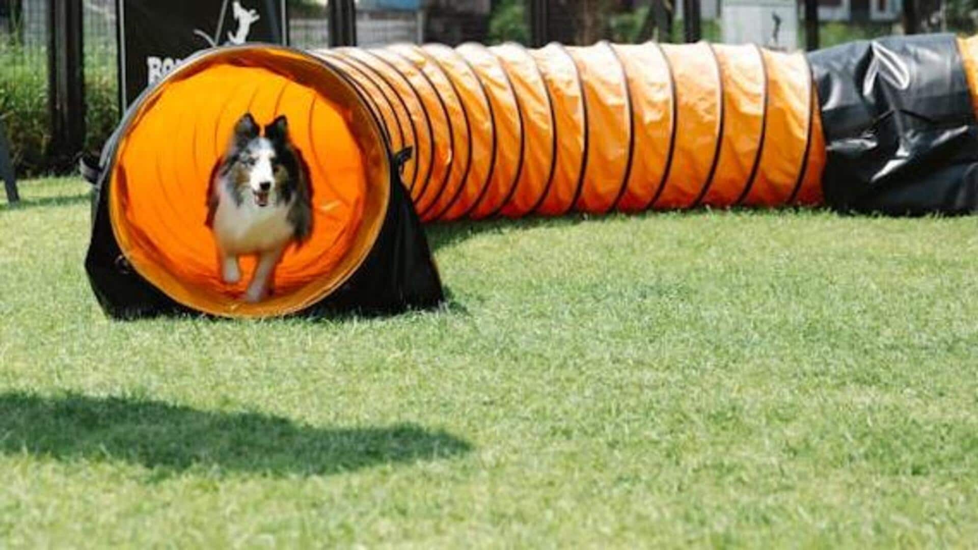 Indoor games to stimulate your dog's mind Indoor games to stimulate your dog's mind