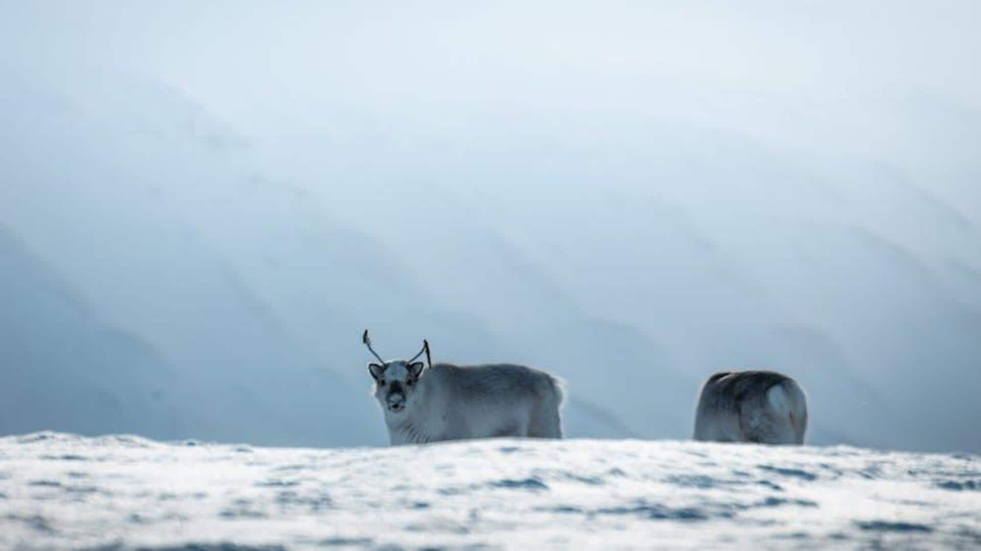 Arctic's hidden gem: The Northern Pole of Inaccessibility