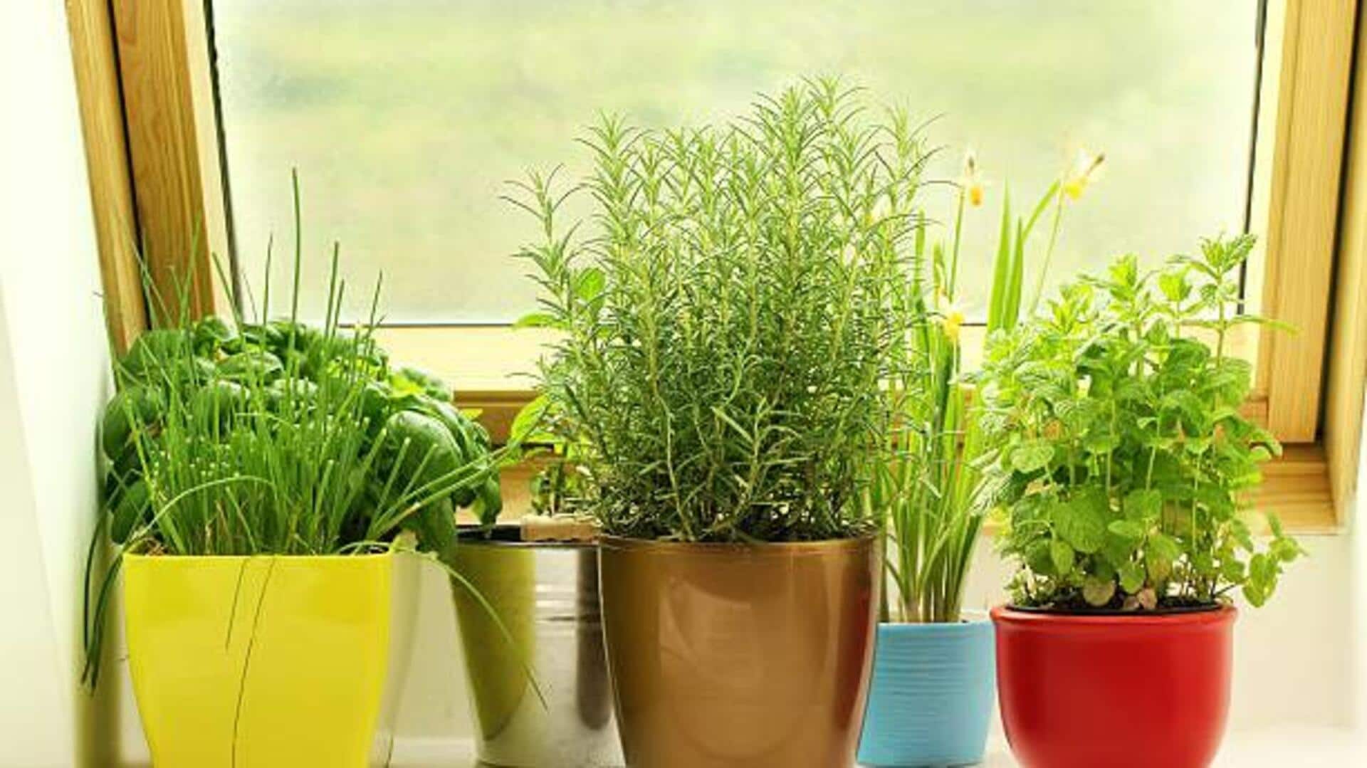 How to grow herbs at home