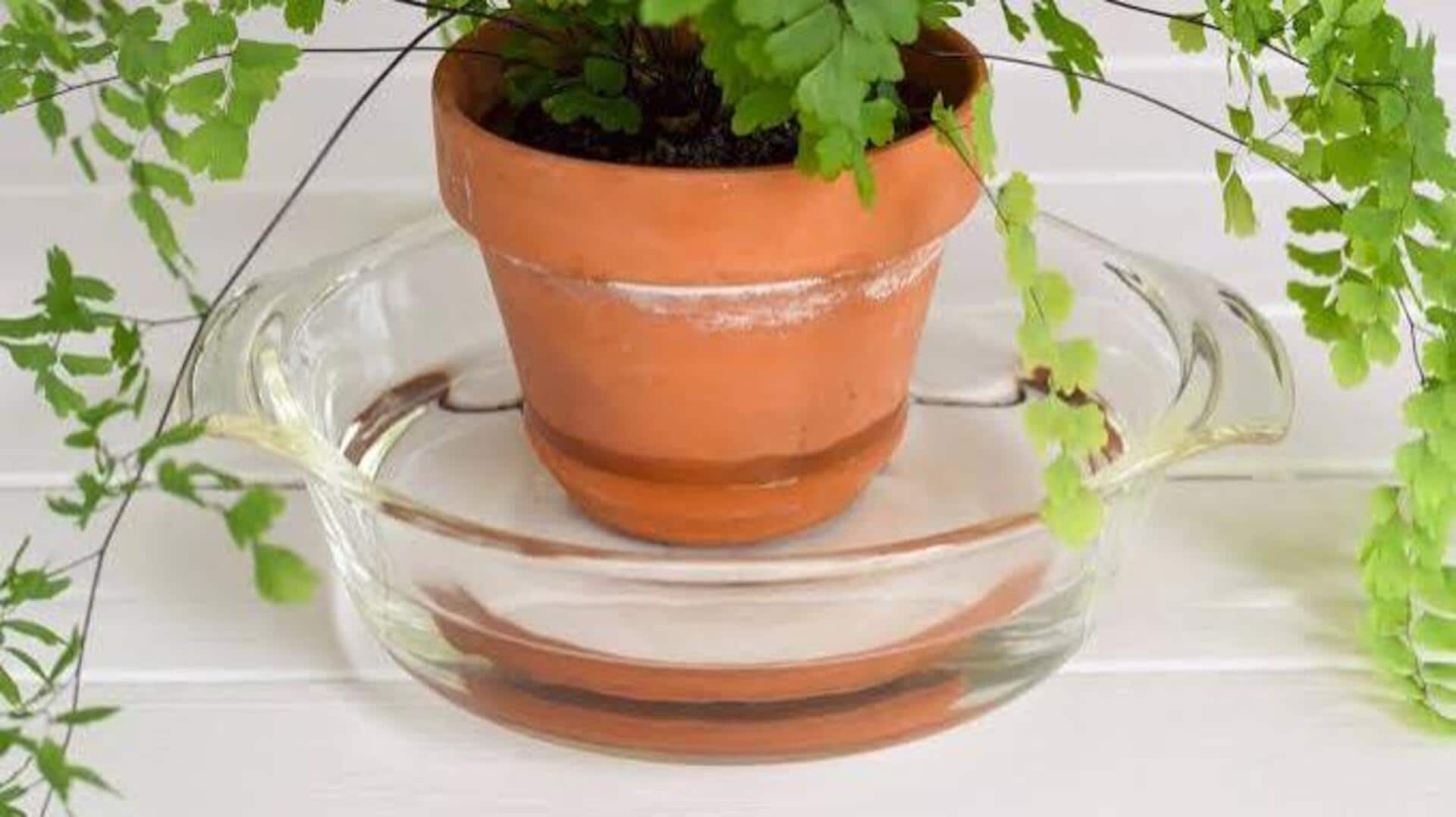 Bottom watering: A must-know for plant health