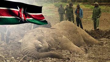 Kenya: Elephants, stuck in mud for 2 days, finally rescued
