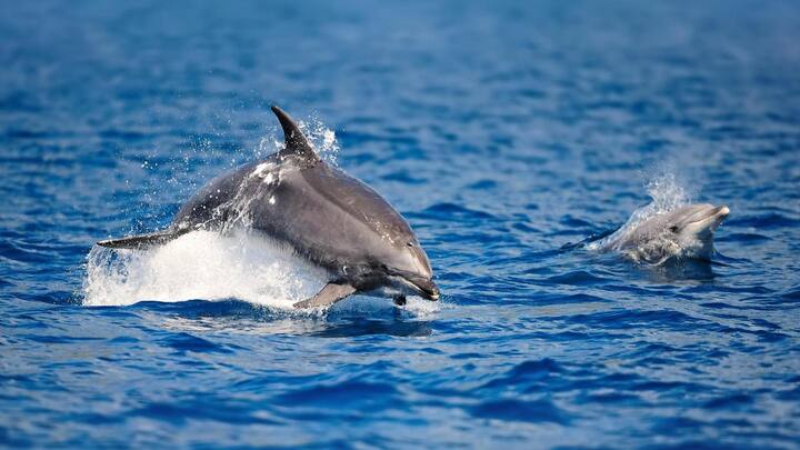 5 picturesque places in India to go dolphin watching