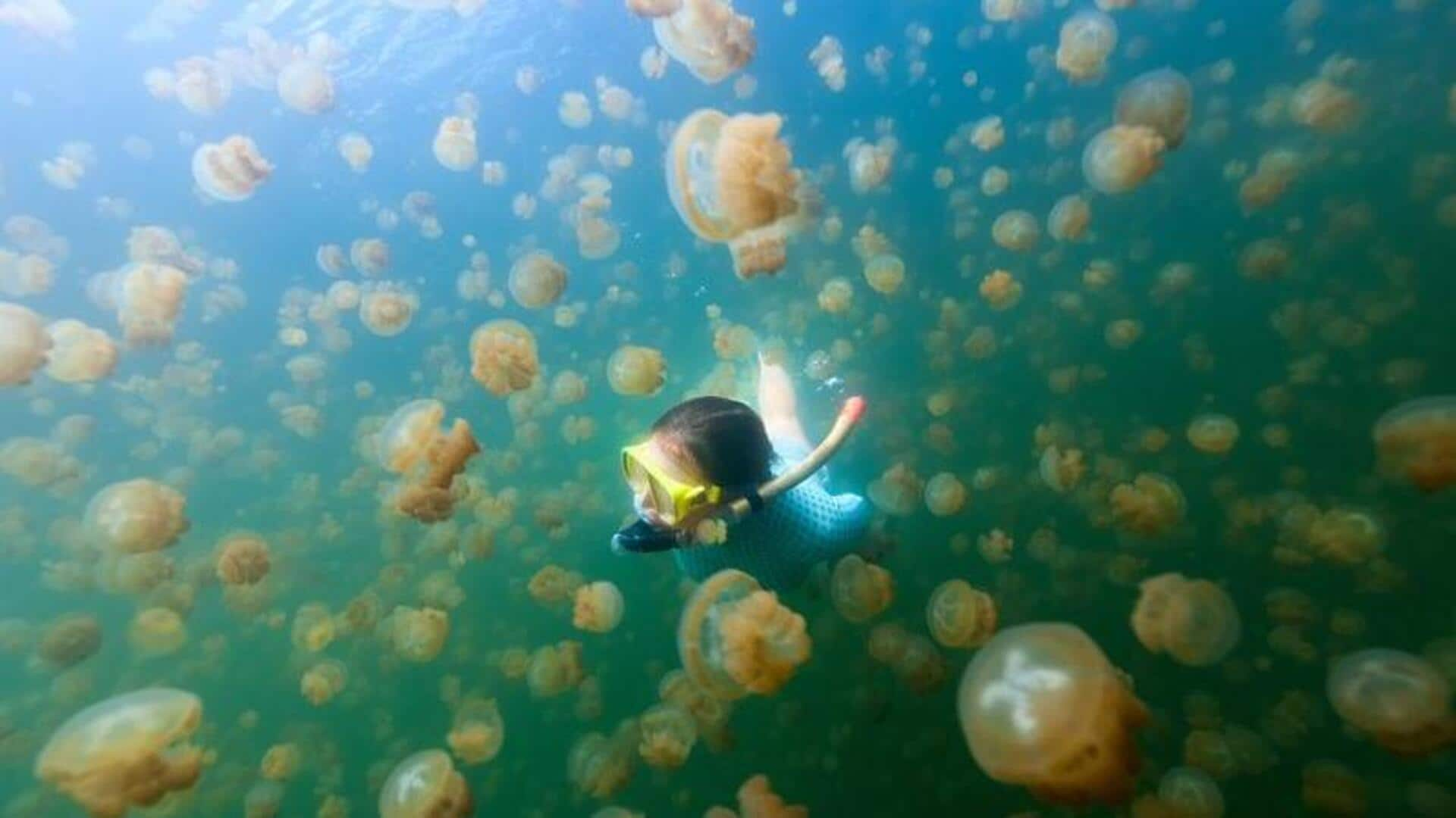 A guide to snorkeling at Palau's Jellyfish Lake 