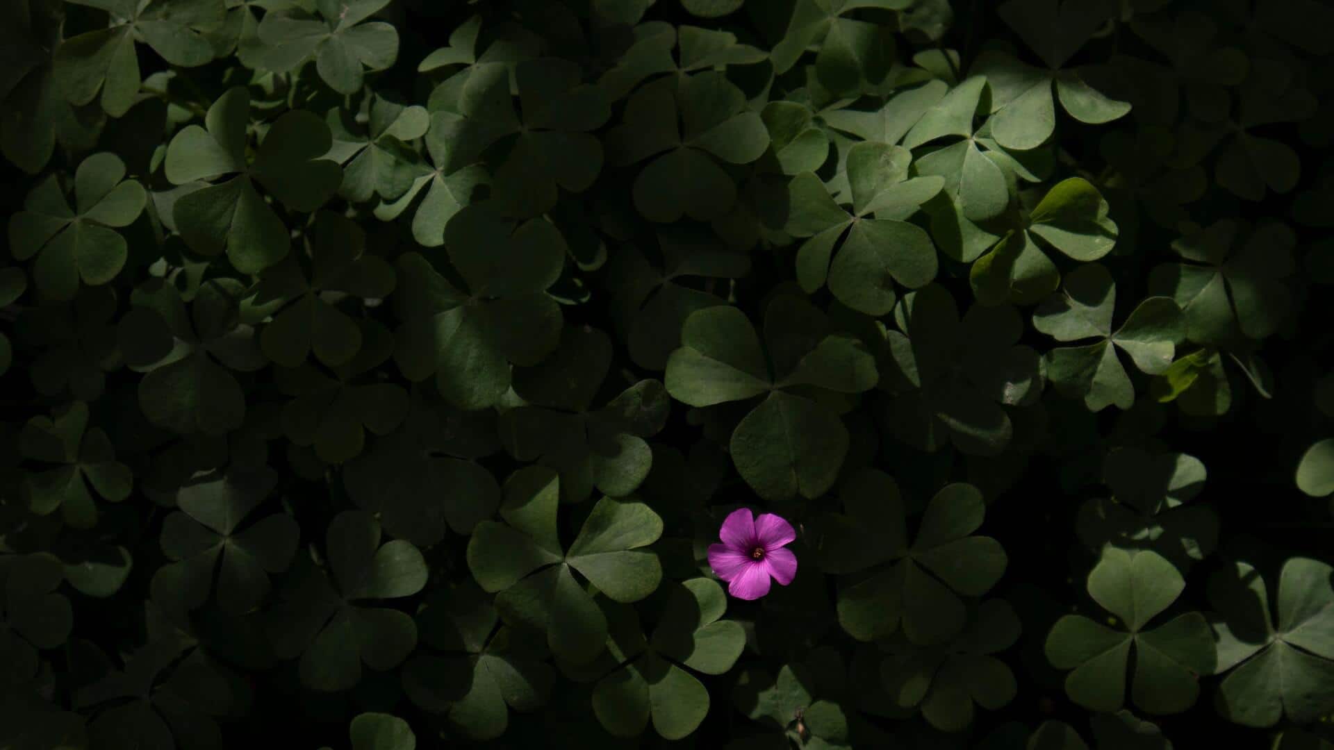 Grow your own sorrel without a garden
