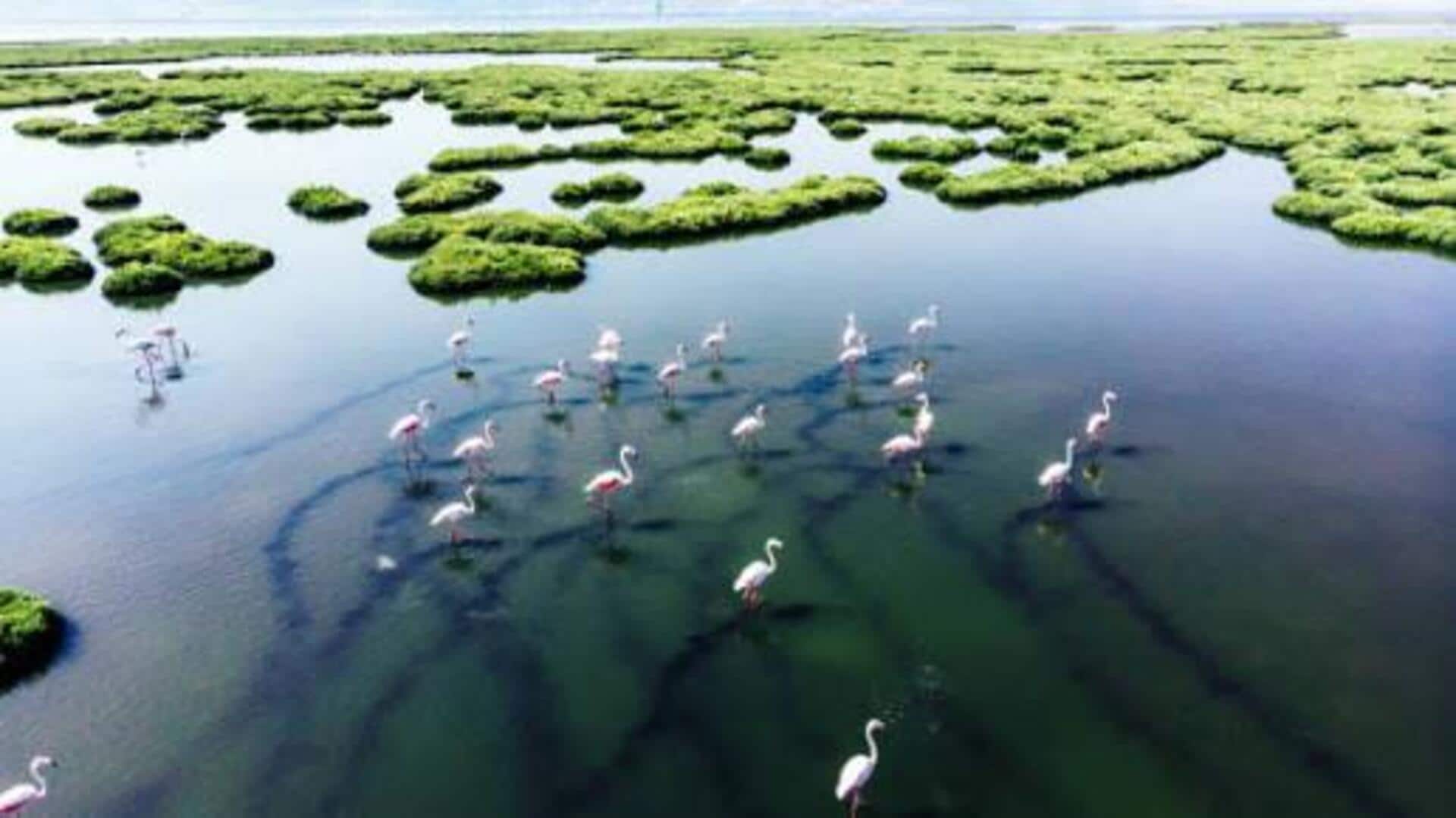 Birdwatching lovers, Zambia's wetlands are a must-visit