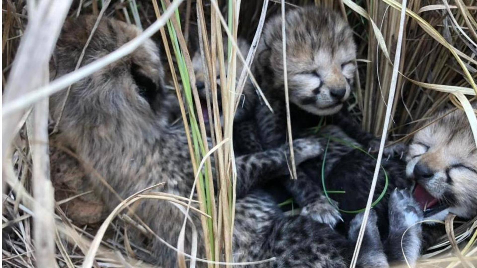 Madhya Pradesh: Namibian cheetah gives birth at Kuno National Park