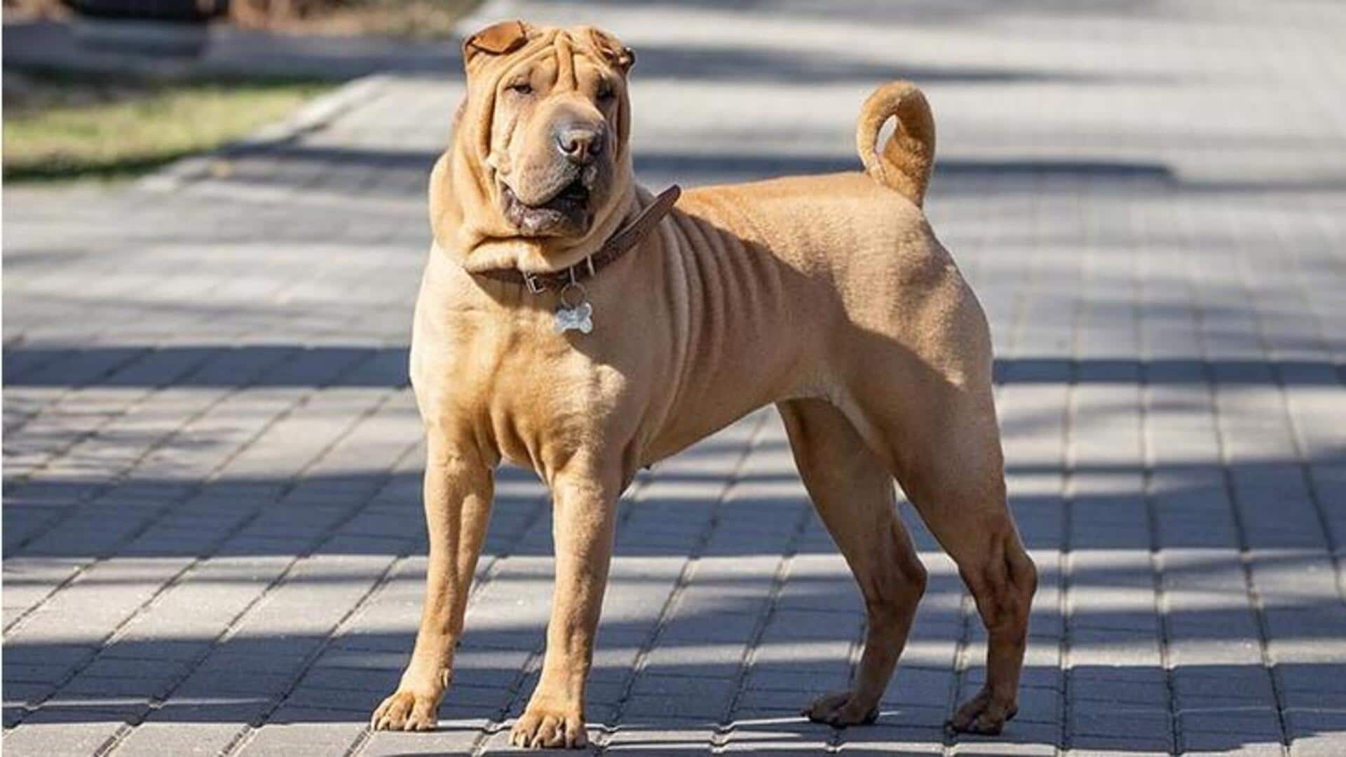 How to take care of your Shar-Pei dog's wrinkled skin