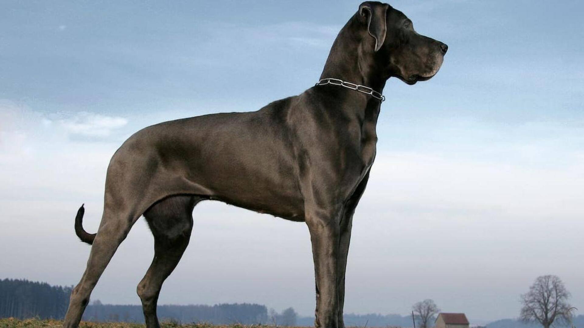 How to take care of your aging Great Dane