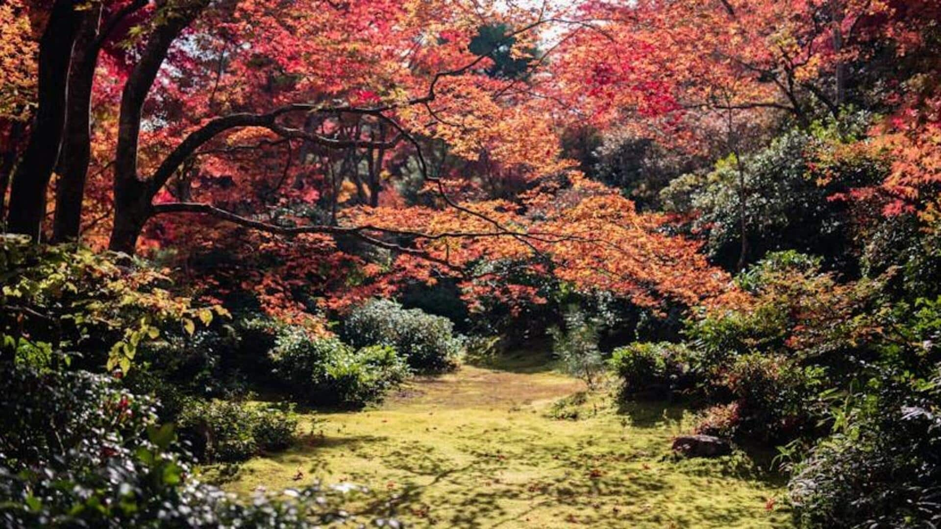 Explore Kyoto's gardens through the seasons