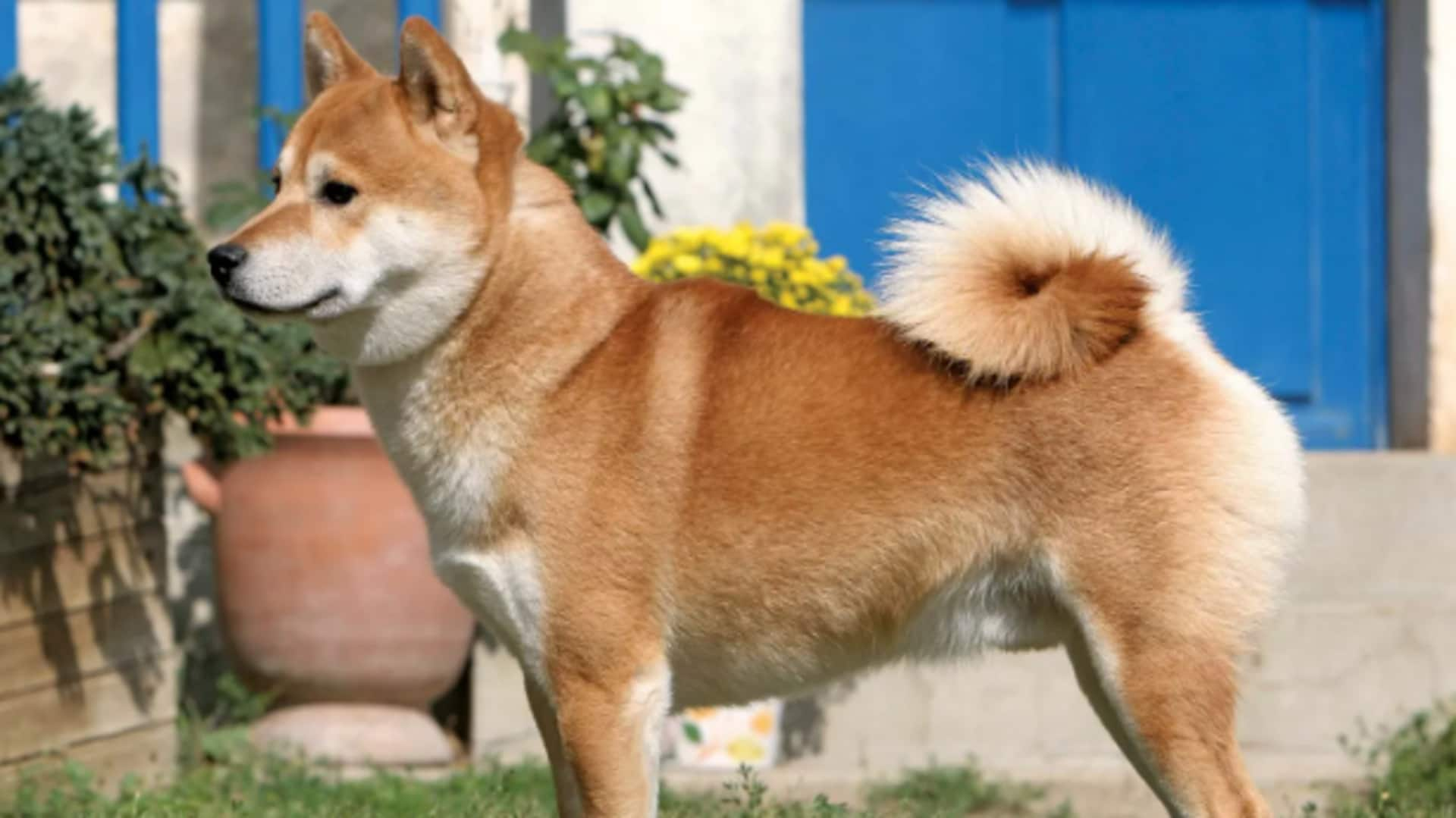 Shiba Inu shedding control tips