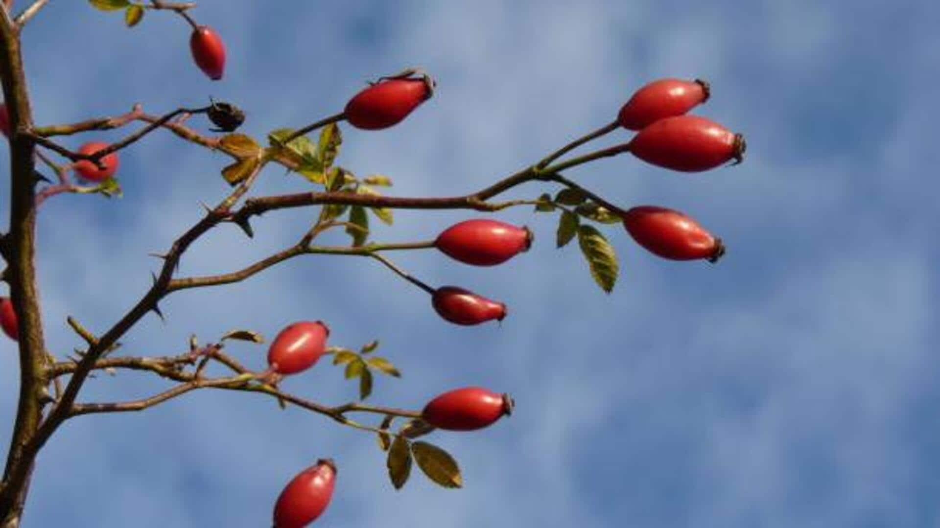 Celebrating flavorful journeys with African rose hips