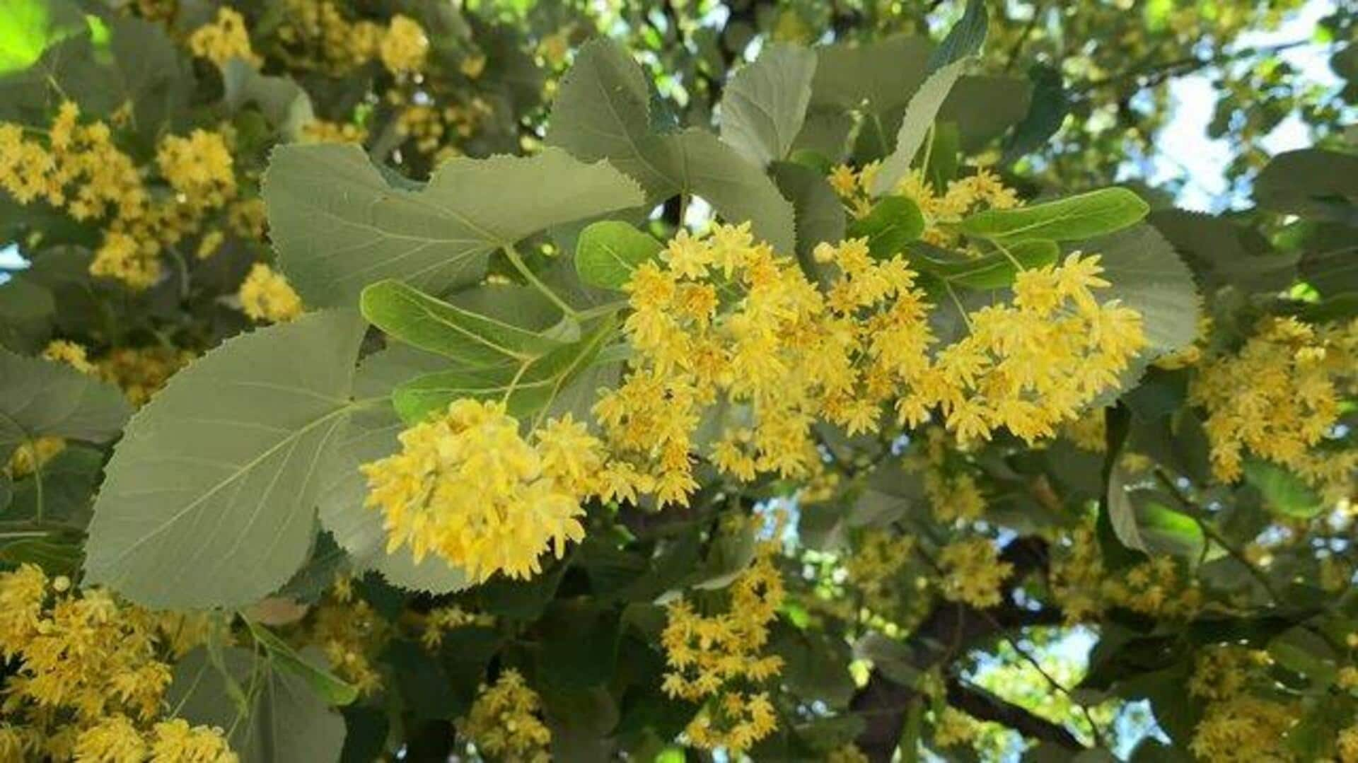 Nature's calm: The skin benefits of linden blossom