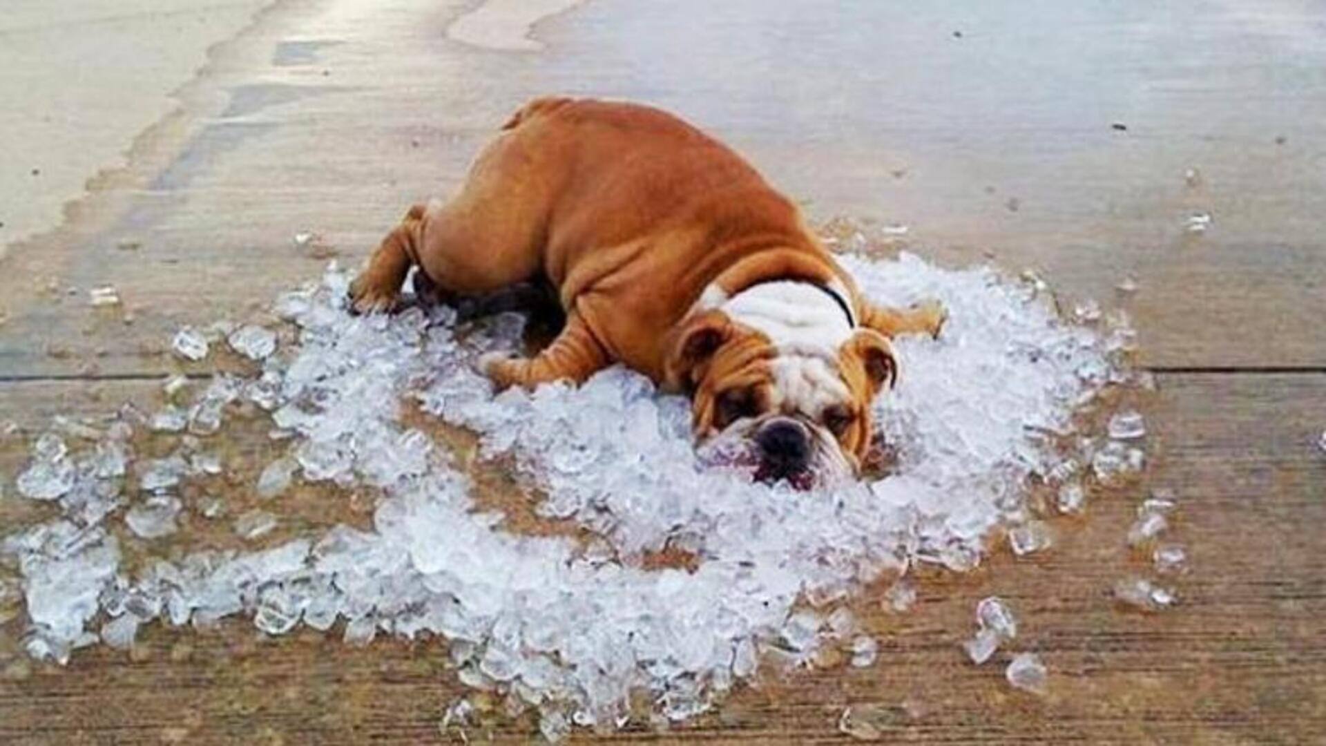 Find out English Bulldog's cooling methods