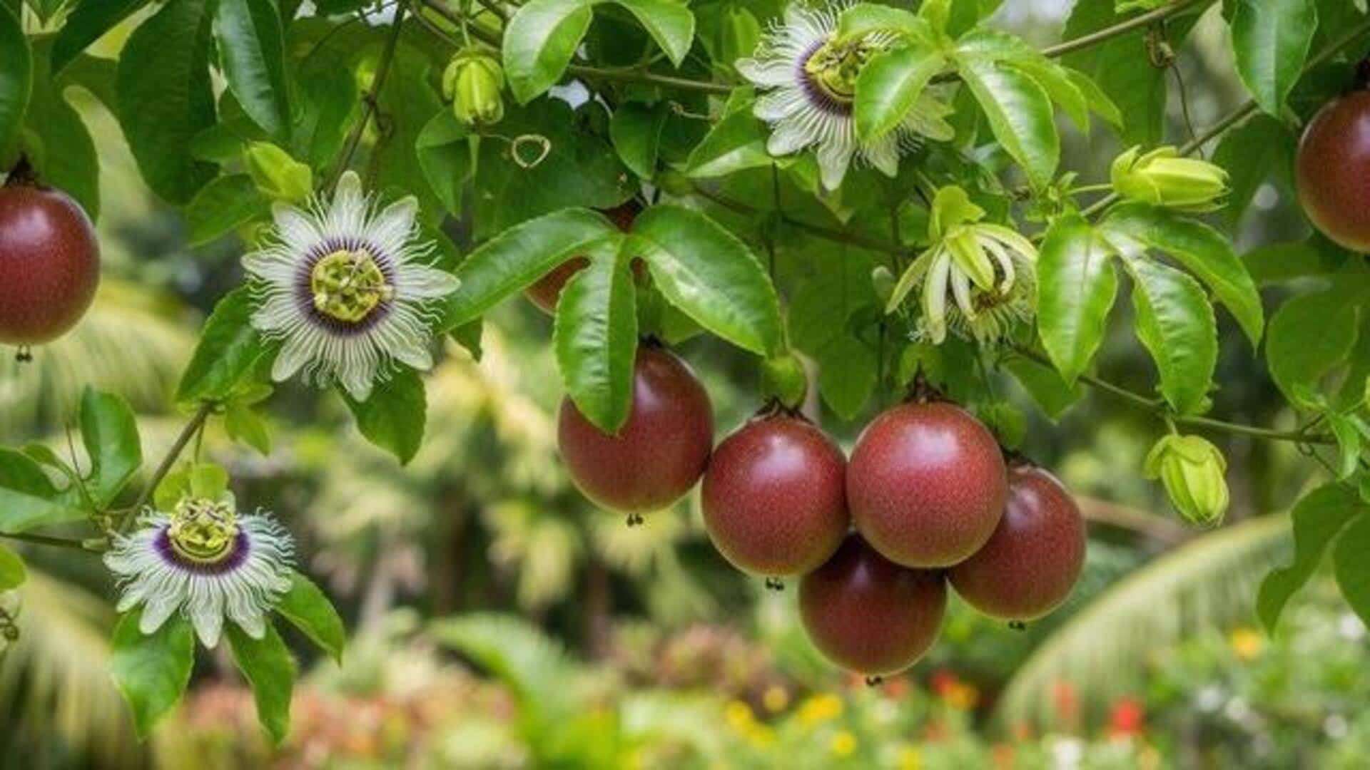 Grow your own passionfruit, here's how