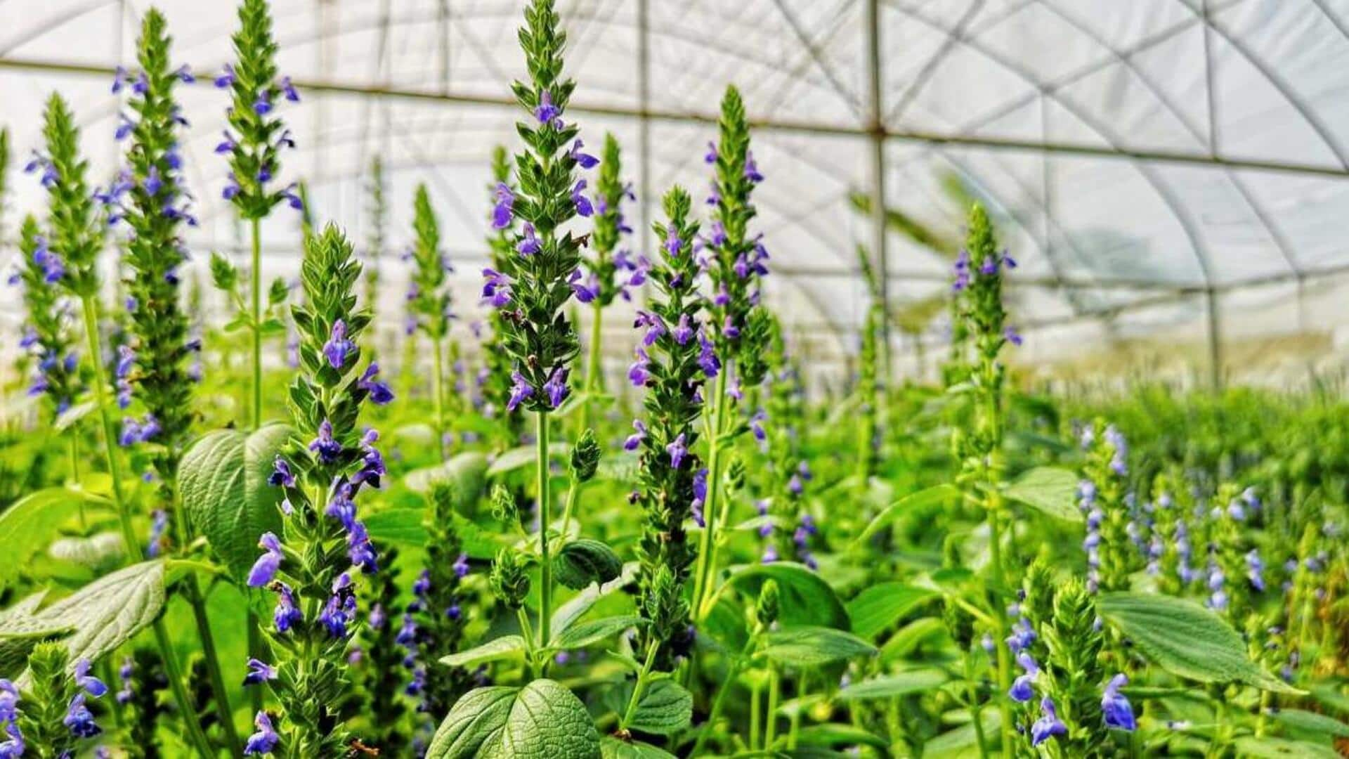 A beginner's guide to growing chia plants