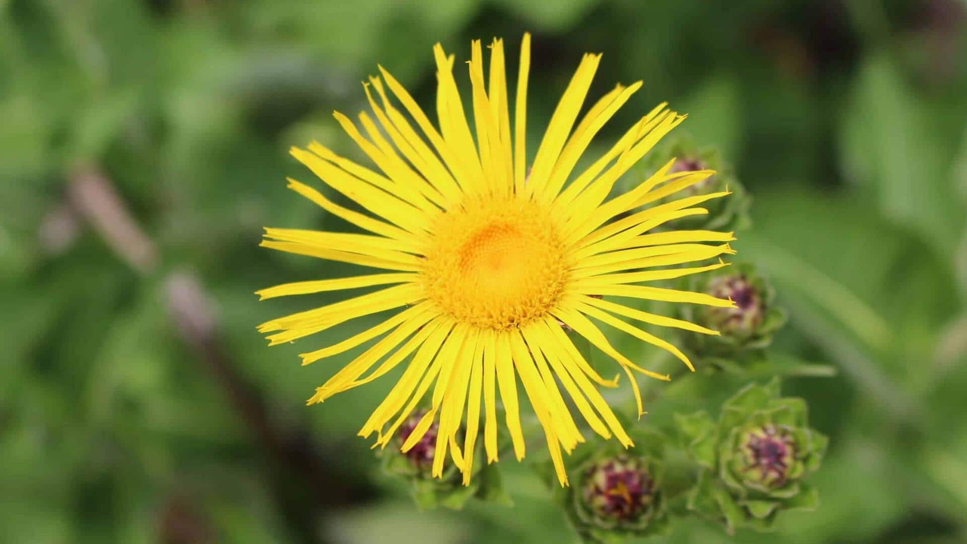 The benefits of elecampane: A natural remedy for respiratory issues