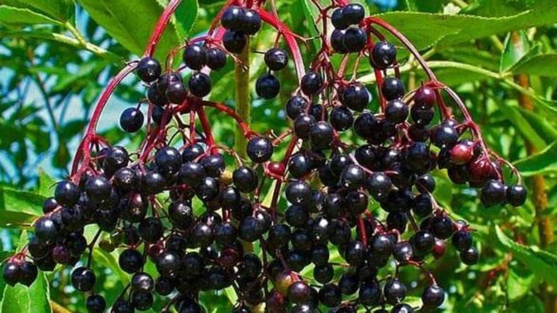 Boost your immune system naturally with elderberry