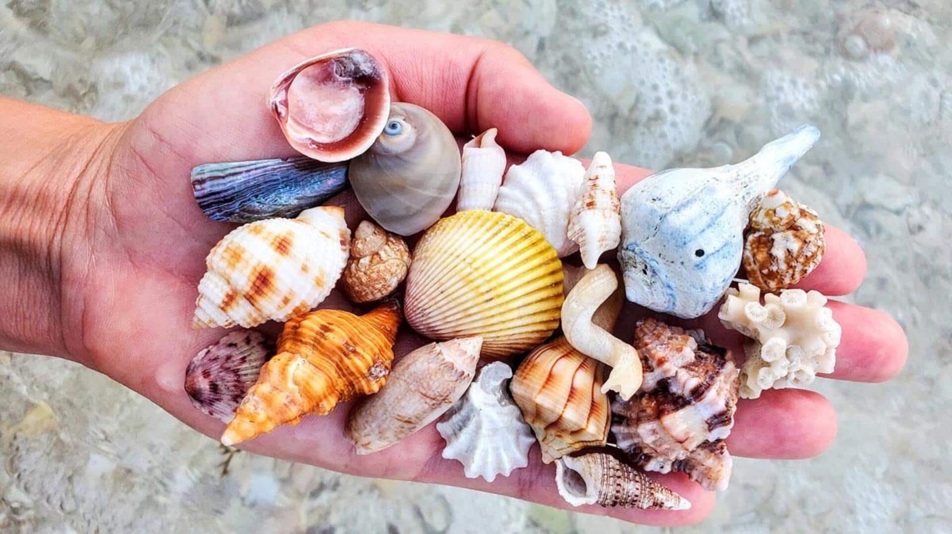 Shell collecting is much more than a fun activity