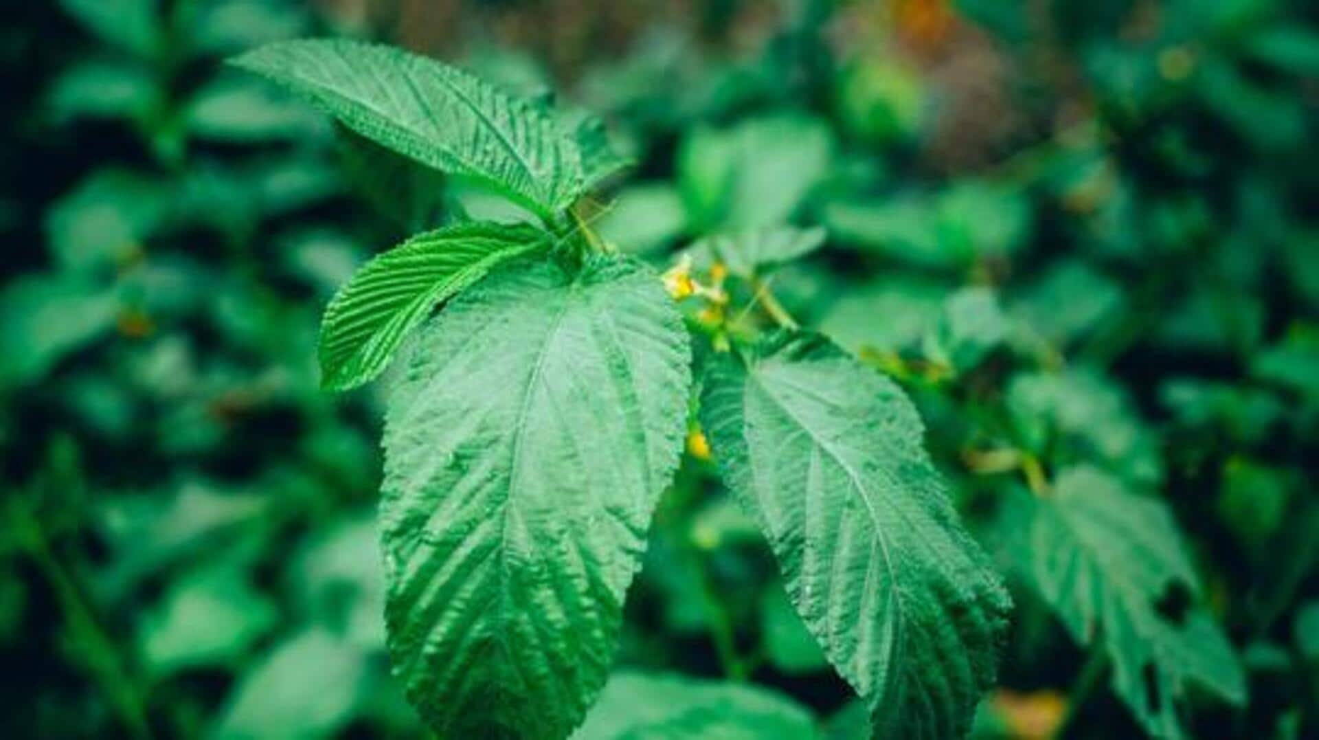 Why you should know about jute mallow