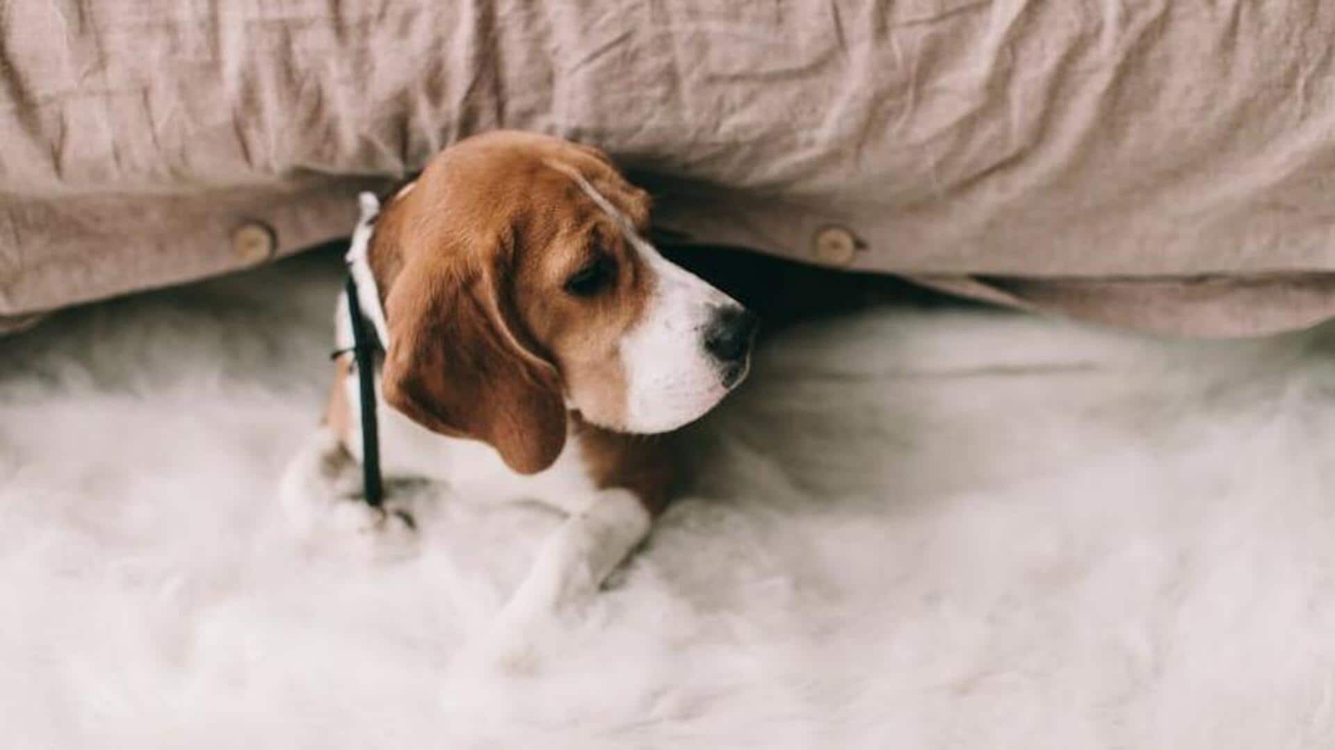 Beagle weight management tips to take note of 