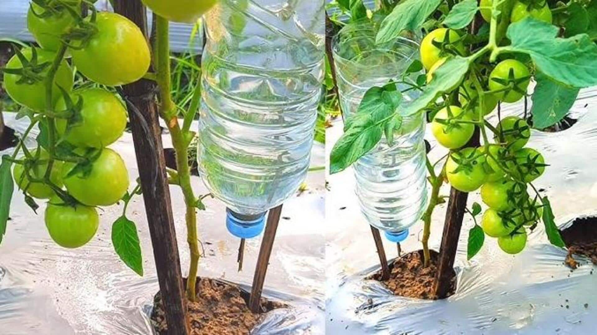 Budget-friendly DIY automatic plant watering systems