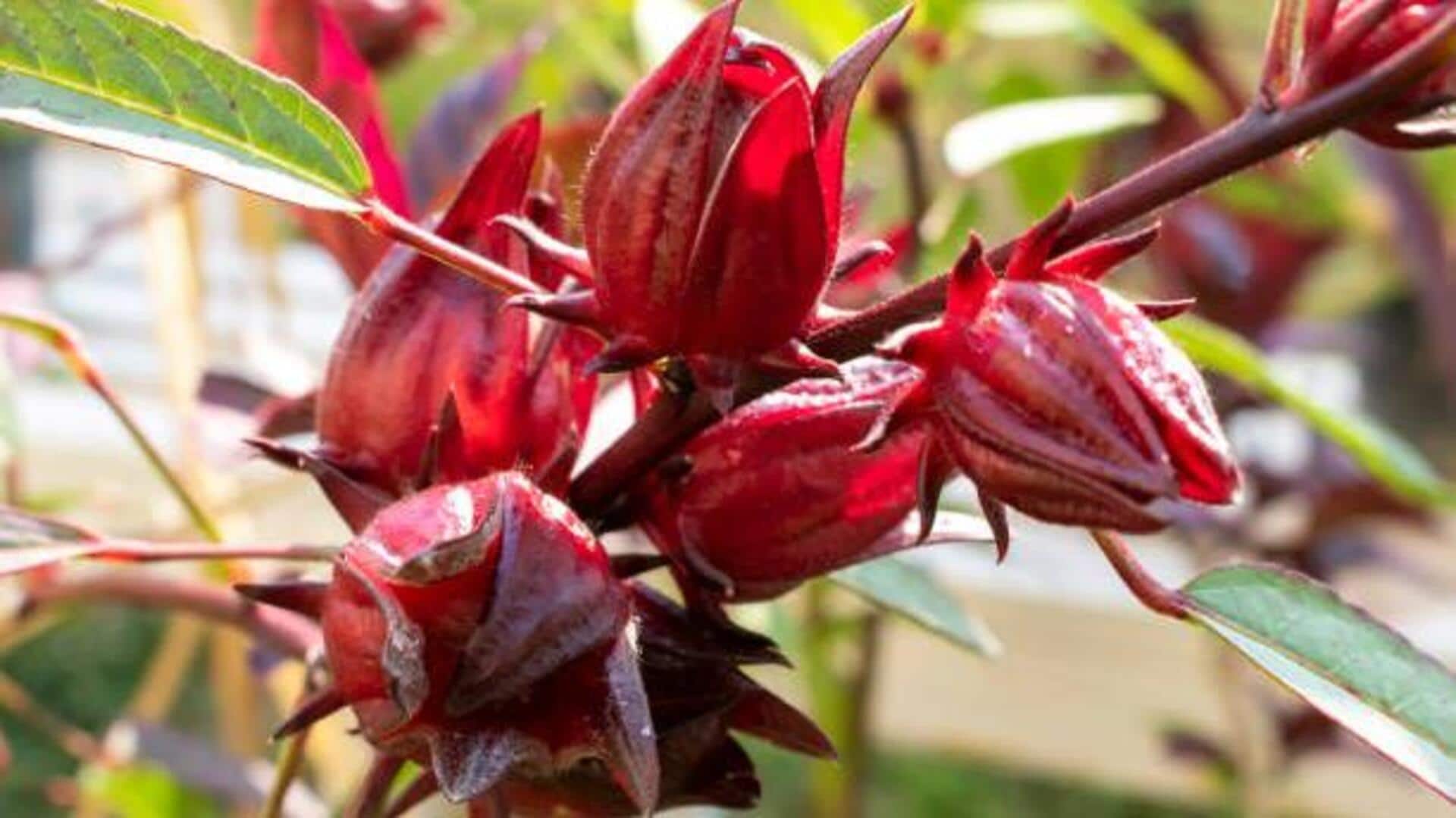 Why you should know about roselle plant