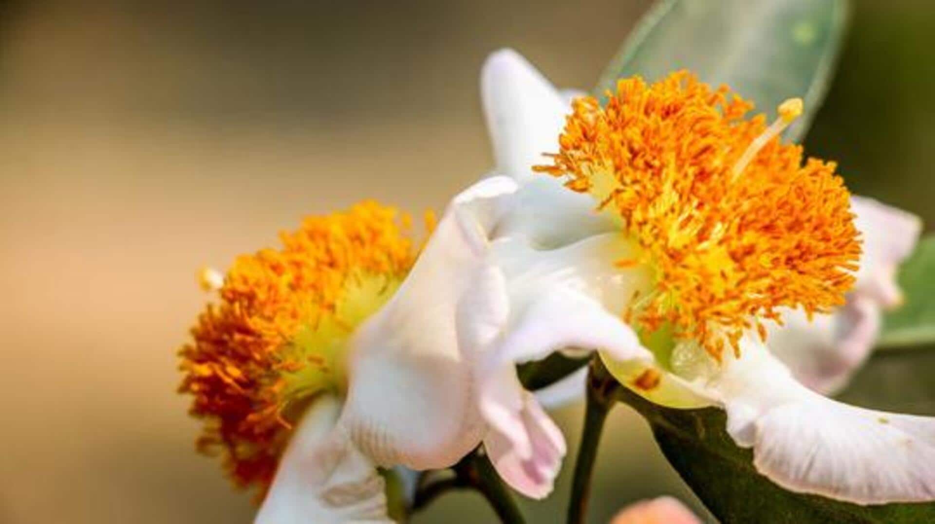 Nagkesar: A lesser-known spice in Indian cooking